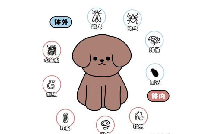 宠物怎么驱虫之小狗驱虫，一篇看懂狗狗驱虫、宠物体外驱虫！