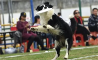 如何训练狗狗叼飞盘