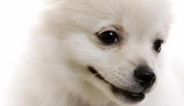 狗狗缺钙怎么办,补钙吃什么好? 狗狗缺钙怎么办,补钙吃什么好?