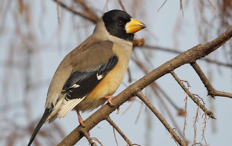 黑头蜡嘴雀主要吃什么?看完你就晓得了