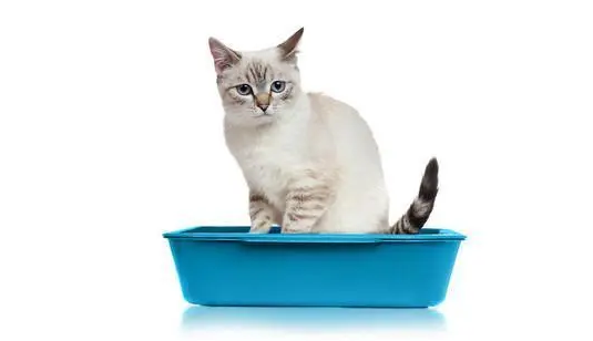猫砂可以换着牌子用吗 猫砂可以换着牌子用吗