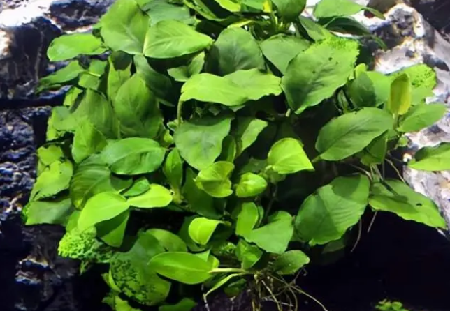家里的生态鱼缸放这6种草,实用好看 家里的生态鱼缸放这6种草,实用好看