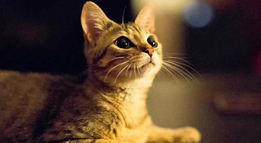 猫砂应该如何处理 猫砂应该如何处理
