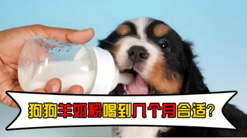 20天的狗狗一天吃多少羊奶粉?了解吗? 20天的狗狗一天吃多少羊奶粉?了解吗?