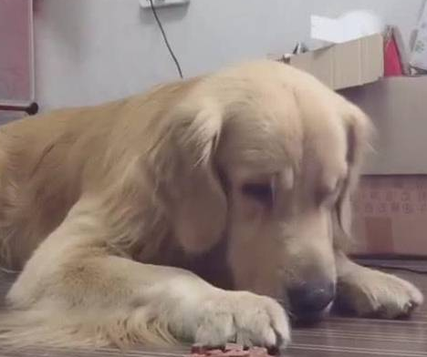 金毛猜中了主人的小把戏,下一秒傻眼了! 金毛猜中了主人的小把戏,下一秒傻眼了!