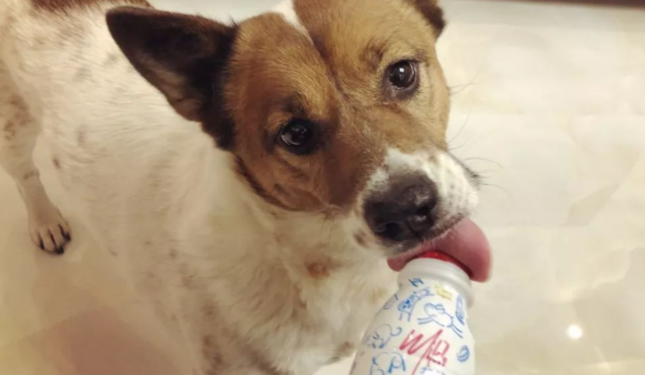 狗吃酸奶可以吗 狗吃酸奶可以吗