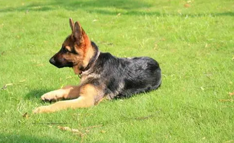 养狗知识:幼犬需要吃钙片吗?必不可少的钙质补充方法 养狗知识:幼犬需要吃钙片吗?必不可少的钙质补充方法