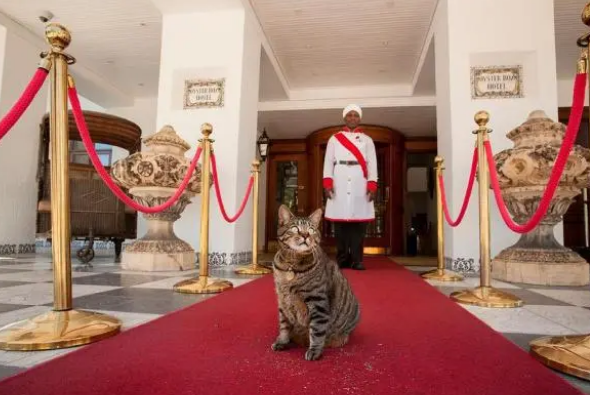 “空巢青年”的猫咪寄养指南 “空巢青年”的猫咪寄养指南