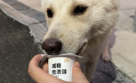 狗狗能喝人的酸奶