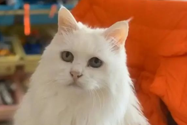一只14岁猫咪的一生，看完泪流满面