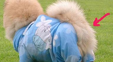 小狗狗衣服简易做法 小狗狗衣服简易做法
