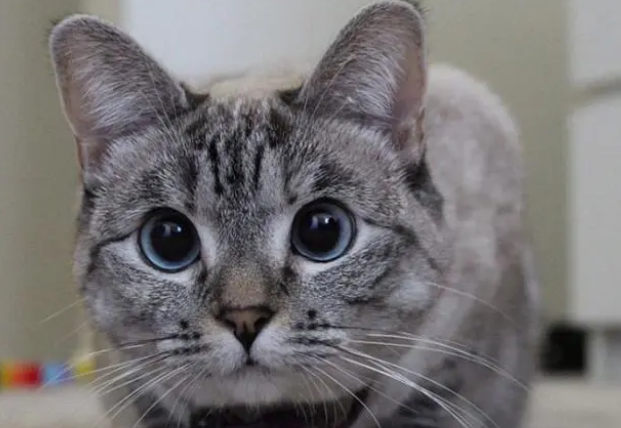 猫粮和罐头哪个更适合猫咪?看这轻松选择! 猫粮和罐头哪个更适合猫咪?看这轻松选择!