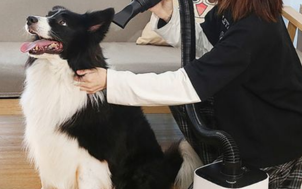 狗狗吹水机哪个好 狗狗吹水机哪个好