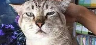 公司养了只大肥猫，员工休息之余可撸猫，网友：不说了面试去！