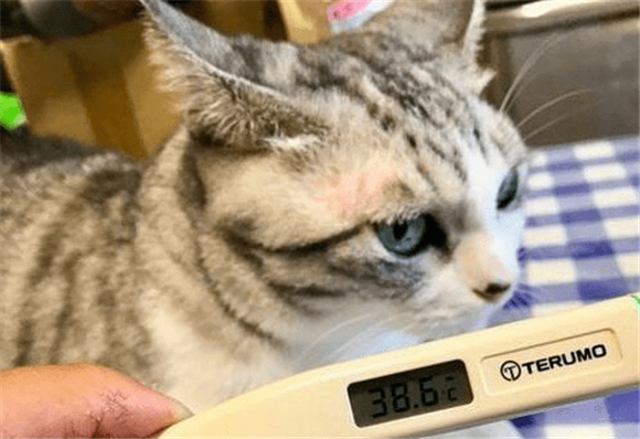 猫咪吃感冒药迟迟不好怎么办 猫咪吃感冒药迟迟不好怎么办