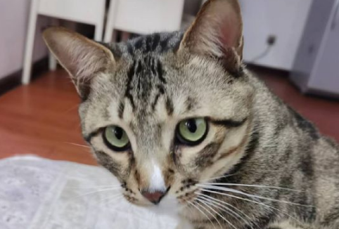 猫咪吃猫草的好处有哪些? 猫咪吃猫草的好处有哪些?