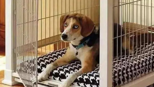 狗在狗笼一直叫怎么办