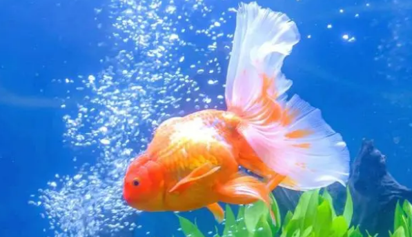 怎么保证鱼缸里的溶氧量?用增氧泵,详解关于增氧泵的那些事 怎么保证鱼缸里的溶氧量?用增氧泵,详解关于增氧泵的那些事