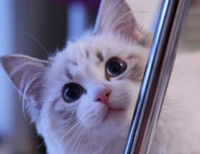 布偶一个月吃多少猫粮
