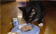 猫喜欢什么口味的罐头