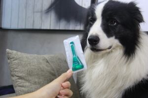 宠物体外驱虫多久一次