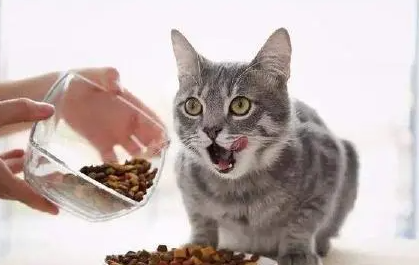 猫粮价位多少钱一斤正常