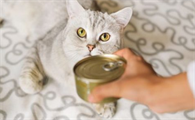 猫长期罐头拌猫粮好吗