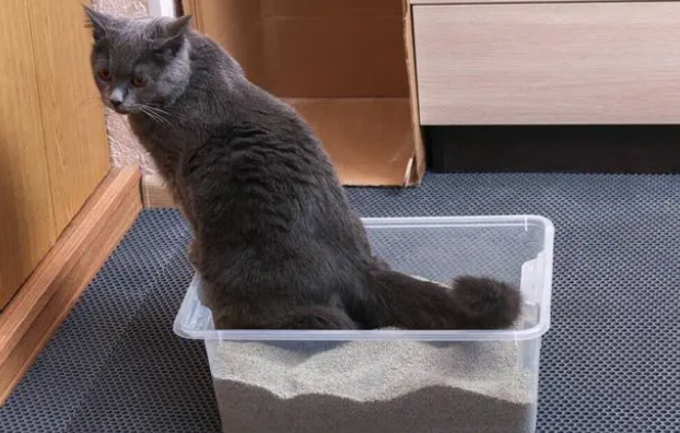 猫砂还有别的用途吗