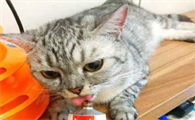 猫咪超爱吃营养膏的，但是日常真有必要天天吃吗？营养品别乱吃