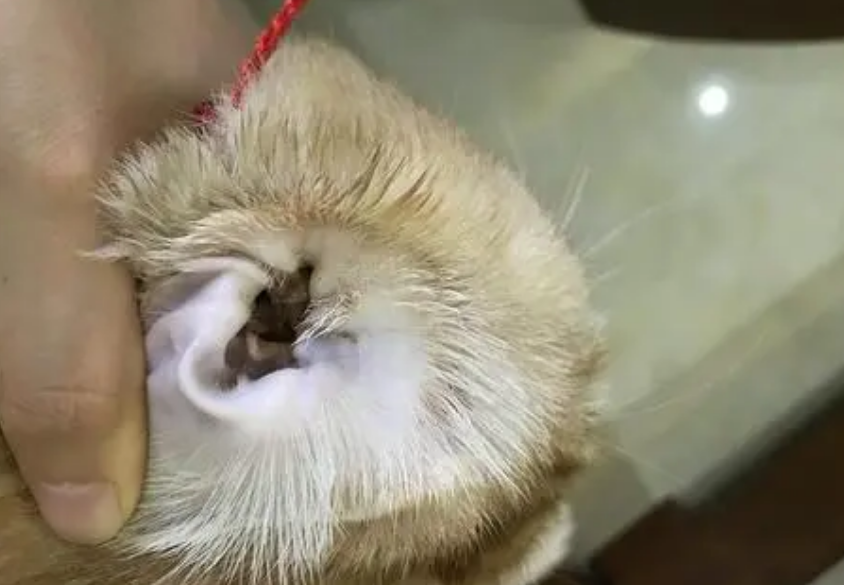 猫咪耳朵发炎用什么药 猫咪耳朵发炎用什么药