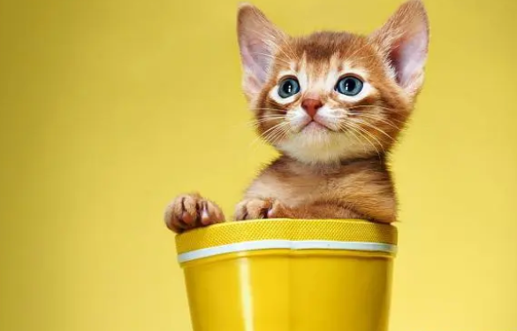 怎么区别猫抓板的好坏?怎样的才适合猫? 怎么区别猫抓板的好坏?怎样的才适合猫?