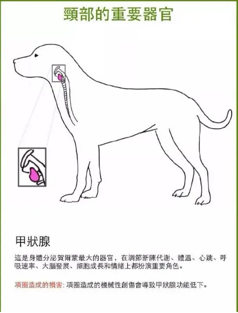科普｜为什么更建议宠物用胸背带而不用项圈？