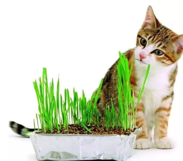 美味猫草,喵星人的“常备药”! 美味猫草,喵星人的“常备药”!