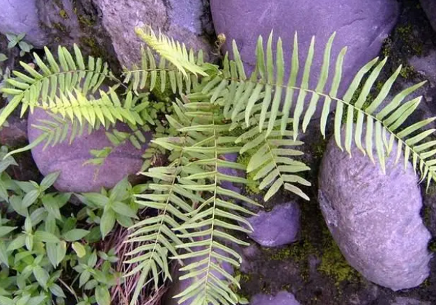 家里的生态鱼缸放这6种草,实用好看 家里的生态鱼缸放这6种草,实用好看