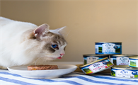 比较好的猫罐头 比较好的猫罐头