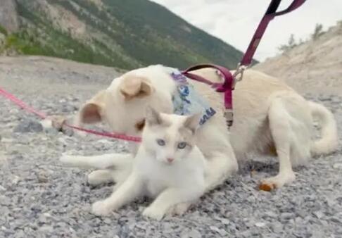 猫咪牵引绳一般多少钱