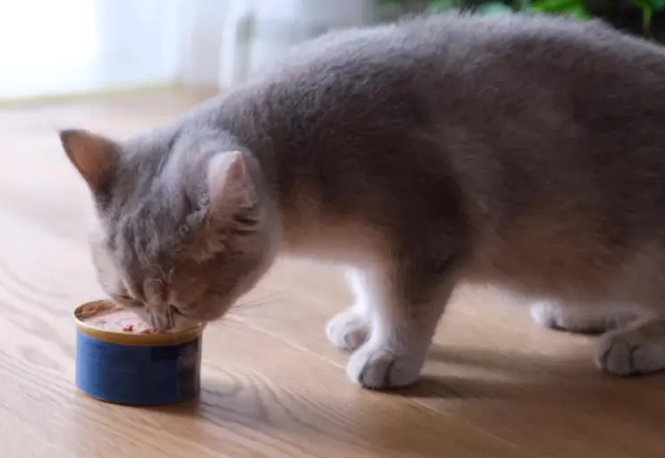 猫主食罐头哪个牌子好