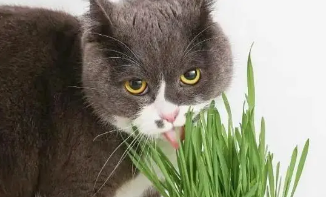 你给猫咪喂食过猫草吗?有经验的人,都知道有这4个好处 你给猫咪喂食过猫草吗?有经验的人,都知道有这4个好处