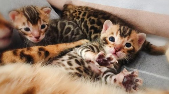 豹猫吃什么牌子猫粮