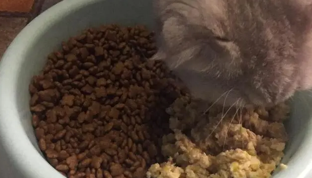 便宜的猫粮是什么做的
