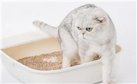 猫砂需要多少