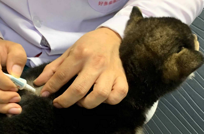狗狗体外驱虫多久可以洗澡