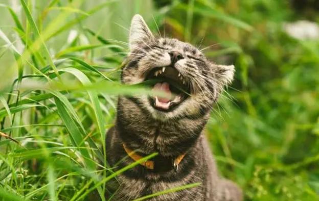猫吃猫草只是为了吐毛球?猫草的五种功能你知道几个? 猫吃猫草只是为了吐毛球?猫草的五种功能你知道几个?