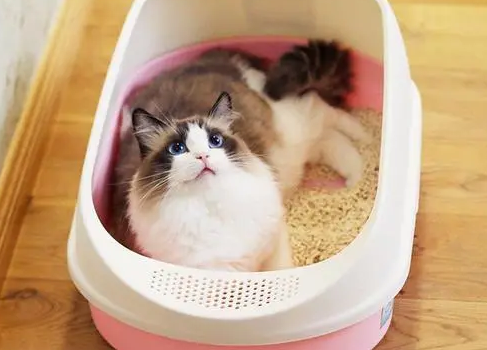 猫砂能用多久 猫砂能用多久