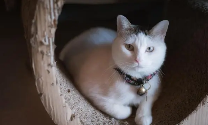 猫砂是什么？20年养猫人，教你基础养猫这些事，无广告！