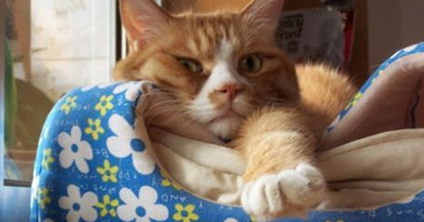 猫吃了人感冒药一定会死吗 猫吃了人感冒药一定会死吗