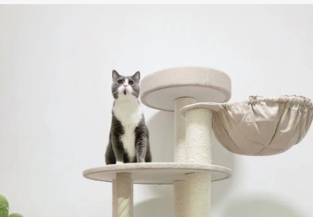 猫玩具有哪些种类