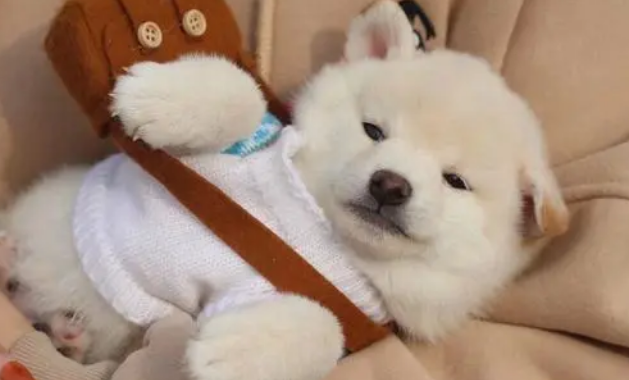 为什么柴犬价格这么高却选择在犬舍购买呢?犬舍优势是什么? 为什么柴犬价格这么高却选择在犬舍购买呢?犬舍优势是什么?