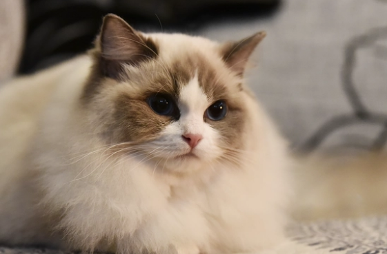 纠结该不该给猫用益生菌吗？益生菌有什么好处呢？应该怎么用