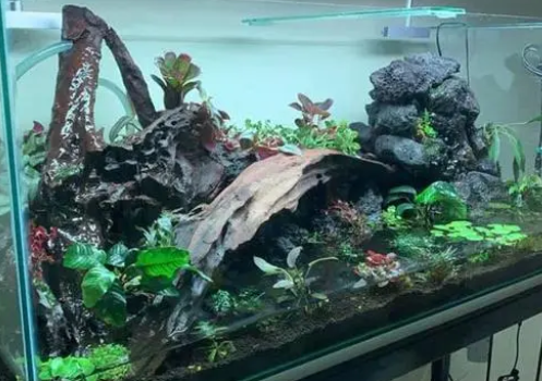 流行的鱼缸造景：水陆缸、水草缸如何DIY制作